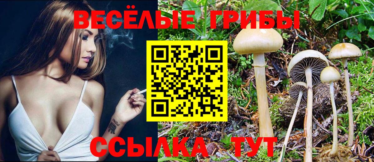Псилоцибиновые грибы Cubensis  Вход с VPN  Курчатов 